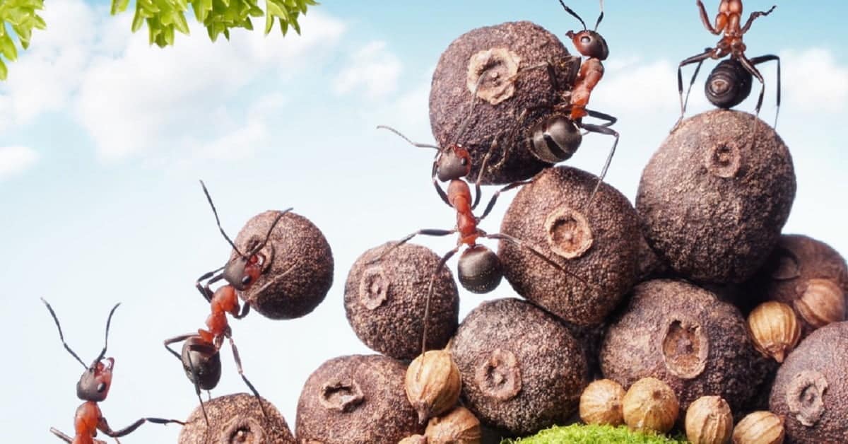 Ants hard work