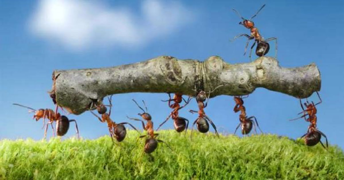 Discipline in Ants